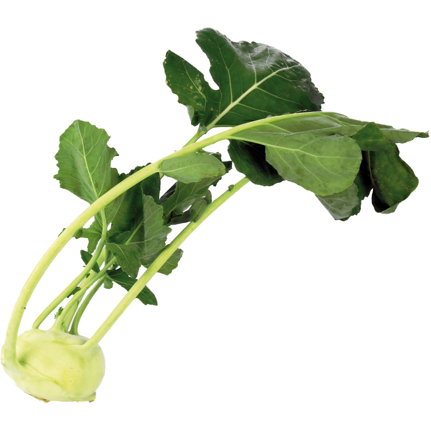 Transgourmet Österreich Kohlrabi KL.1 12 Stk.