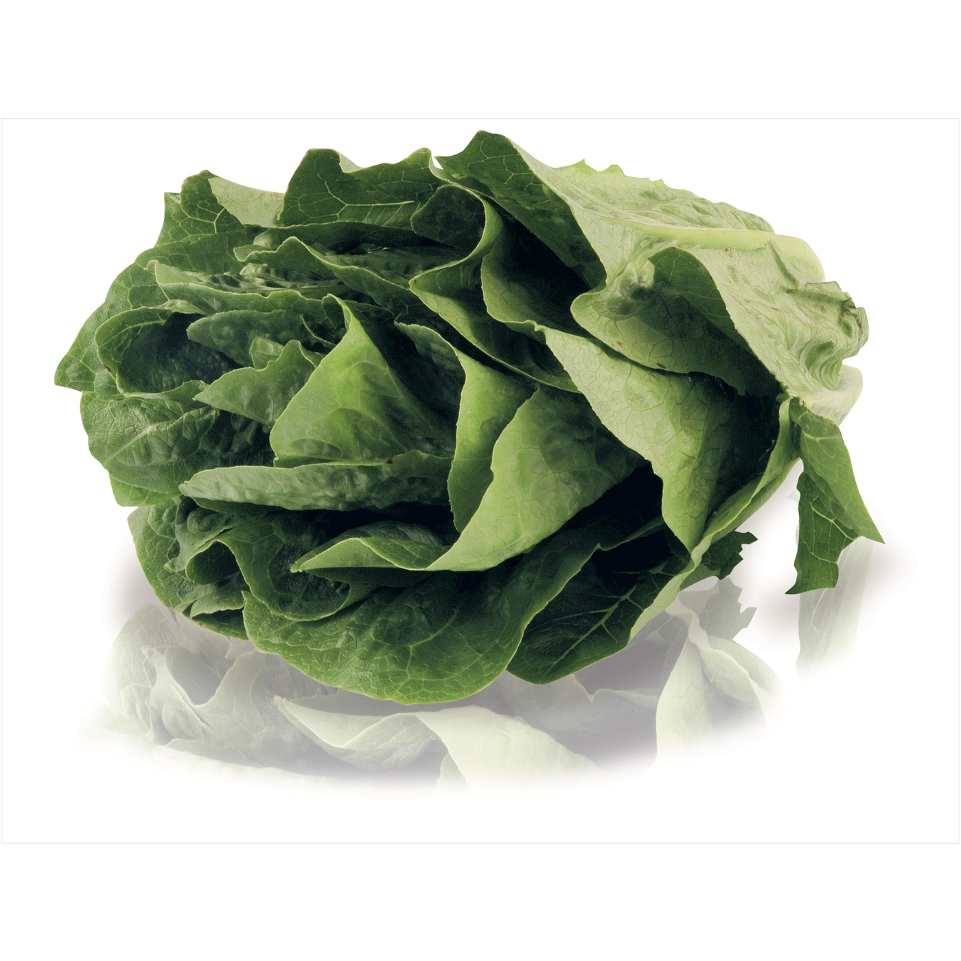 Transgourmet Österreich - Romana Salat KL.1 300 g